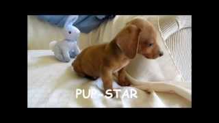 Miniature Standard Teacup Dachshund Puppies For Sale In New Jersey NJ PA DE MDCT [upl. by Mainis698]