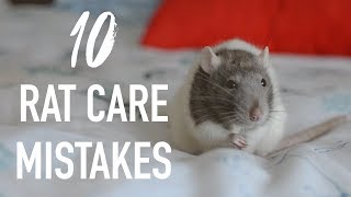 10 Common Mistakes Rat Owners Make [upl. by Hyman220]