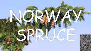 How to identify Norway spruce Picea abies  TREE ID 11 [upl. by Nodla882]