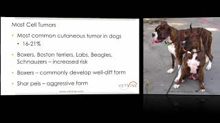 Mast Cell Tumors  The Most Common Skin Tumor in Dogs [upl. by Maon]