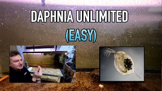 How I Raise Daphnia Water Fleas And You Can Too [upl. by Alesandrini]