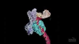 DNA Transcription Advanced Detail  HHMI BioInteractive Video [upl. by Bluh]