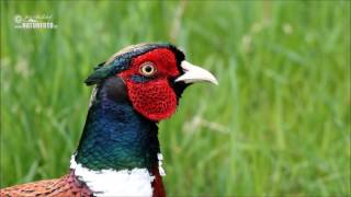 Bažant obecný  Phasianus colchicus  Pheasant  Fasan [upl. by Orfield]