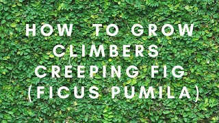 How to Plant Climbers  Creeping Fig [upl. by Llahsram685]