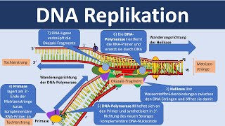 DNA Replikation  Verdopplung der DNA Biologie Oberstufe [upl. by Nylirret]