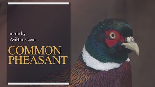 Common Pheasant Phasianus Colchicus [upl. by Secundas]