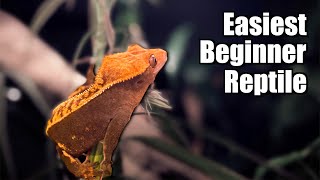 Crested Gecko  The Best Beginner Reptile [upl. by Golter333]