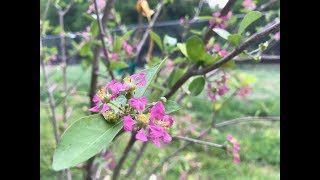 What Happens To A Barbados Cherry After Being Planted [upl. by Drolyag290]