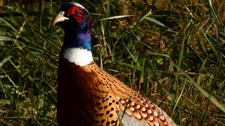 Pheasant eating and running  Ring necked  In the wild [upl. by Atnoek]