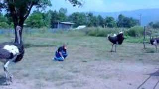 Ostrich Attacks Man [upl. by Tyne]