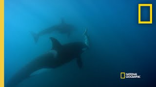 Orca Hunt Seven Gill Sharks  Orca vs Great White [upl. by Arliene]