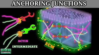 Anchoring Junctions  Desmosomes And Hemidesmodomes  Adherens Junctions [upl. by Lonnard]