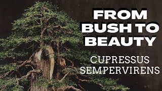 From Bush to BeautyCupressus Sempervirens [upl. by Haimrej498]