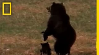 Wolves vs Grizzly Bears  National Geographic [upl. by Barny44]