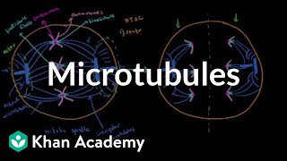 Microtubules  Cells  MCAT  Khan Academy [upl. by Chamberlain255]