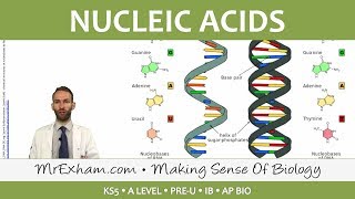 Chemicals of Life  Nucleic Acids  Post 16 Biology A Level PreU IB AP Bio [upl. by Baptlsta]