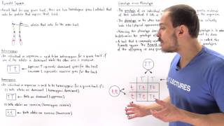 Genotypes Phenotypes and Punnett Square [upl. by Ahsieker762]