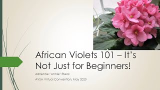 African Violets 101 Wait Its Not Just For Beginners [upl. by Agee636]