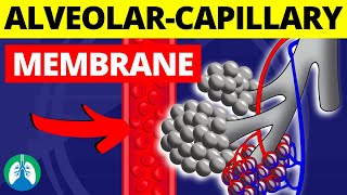 AlveolarCapillary Membrane Medical Definition  BloodAir Barrier [upl. by Yovonnda]