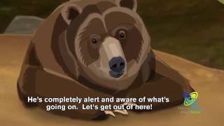 How Do Bears Hibernate [upl. by Goss]