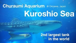 HDTime to feed the whale shark Churaumi Aquarium Kuroshio Sea 黒潮の海 餌やりタイム＠美ら海水族館 [upl. by Sevart]