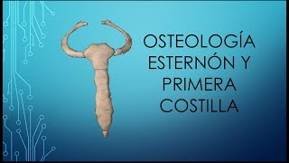 Osteología del esternón y primera costilla [upl. by Freed]