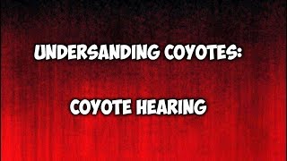 Understanding Coyotes Coyote Hearing [upl. by Stanhope427]