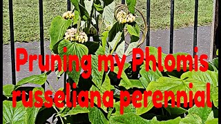 Pruning my Phlomis russeliana perennial [upl. by Ayidah]