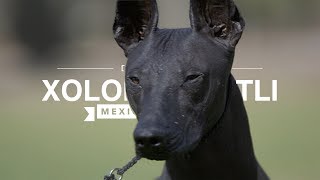 ALL ABOUT XOLOITZCUINTLI THE MEXICAN HAIRLESS DOG [upl. by Nidroj]