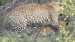 Female Leopard waking male and mating [upl. by Lovett]