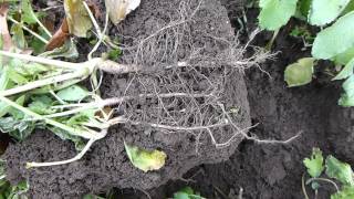 Cover Crop Radishes There are BIG differences and different uses [upl. by Alyekahs]