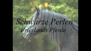 Friesenpferde  Frieslands schwarze Perlen Doku [upl. by Annaet818]