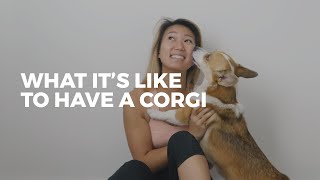 What its like to own a CORGI • Corgi Facts [upl. by Hobey]