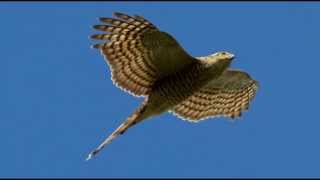 Sparrowhawk Bird Call Bird Song [upl. by Aidni]