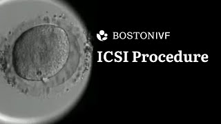 ICSI Procedure Explained  Science at Boston IVF [upl. by Gasperoni]