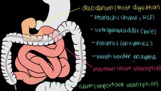 Small Intestine Structure Digestion Absorption [upl. by Raynard]