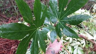 Growing Fatsia japonica from cuttings [upl. by Odey]