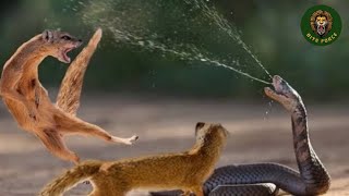 Mongoose vs Snake Fight to The Death  Snake vs Mongoose [upl. by Assira863]