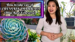 ECHEVERIA IMBRICATA aka Blue Rose Echeveria Growing Guide and Propagation [upl. by Neirda]