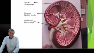 Urinorganen del 1 5 [upl. by Annorah]