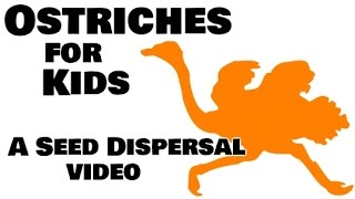 Ostriches for Kids  Seed Dispersal by Animals [upl. by Audrie421]