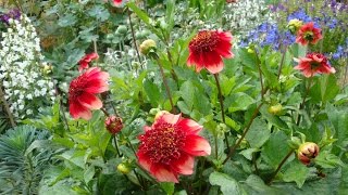 Growing dahlias in pots [upl. by Imerej899]