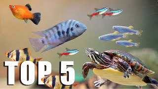 TOP 5 FISH for TURTLE TANKMATES [upl. by Guevara723]