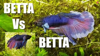 2 MALE BETTAS in the SAME TANK  Watch This  Part 1 [upl. by Stolzer]