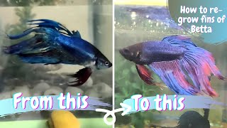 How to Regrow fins of your Betta fish [upl. by Asilaj]