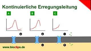 Kontinuierliche Erregungsleitung [upl. by Nial]