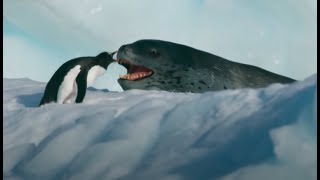 Penguin vs Giant Leopard Seal [upl. by Ennaehr364]