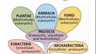 Bacteria Kingdoms Notes [upl. by Verger514]