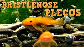 Bristlenose Plecos Keeping Feeding Breeding [upl. by Dwight247]