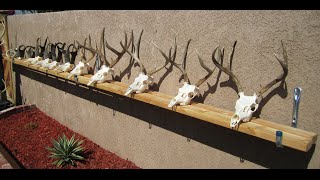 HOW TO CLEAN A DEER SKULL EASY PROFESSIONAL METHOD [upl. by Ambrosius]